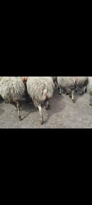 suda yaşayan heyvanlar haqqında məlumat: Qoyun sürüsü – ətlik və damazlıq üçün - Növ: yerli qaraman tipli — 3