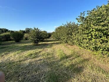 xacmazda findiq bagi satilir: Kənd təsərrüfatı — 1