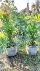 apelsin agaci: Finik palma her qiymətə olanı var sifariş üçün əlaqə saxlaya bilərsiz — 1