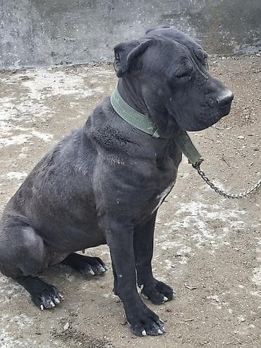 pekines satilir: Kane-Korso, 10 ay — 2