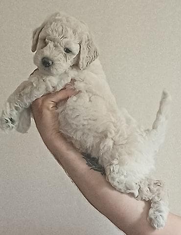 heyvan it: Pudel, 1 ay, Erkek, Ödənişli çatdırılma — 9