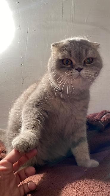 pişik etibarlı əllərə verilir: Şotland yastı qulaq, Dişi, Yaxşı əllərə, Ünvandan götürmə, Ödənişli çatdırılma — 2