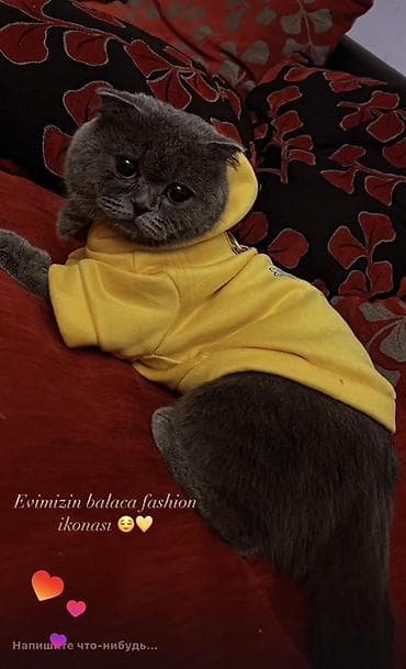 pişik üçün ev: Şotland — 1