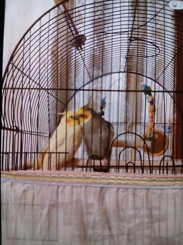 Növ: Nimfa (Cockatiel) cütü və qəfəs dəsti Təsvir: - Şəkildə iki lalafo.az -da Növ: Nimfa (Cockatiel) cütü və qəfəs dəsti Təsvir: - Şəkildə iki