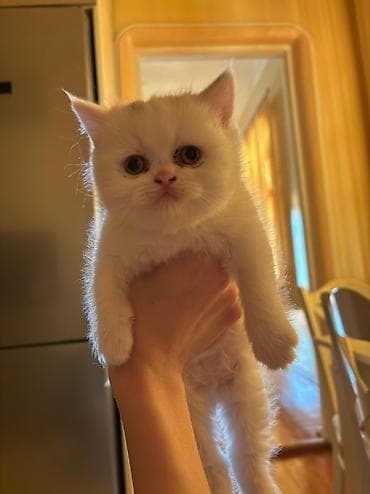 disi alabay: Şotland, Dişi, Yaxşı əllərə — 3