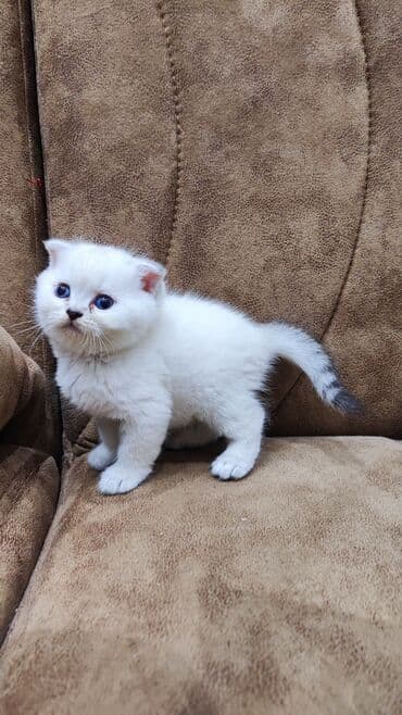 pisik sortlari: Şinşilla, Erkək, Dişi, Ünvandan götürmə, Ödənişli çatdırılma — 3