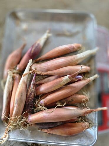 Alfa Romeo: Sekilde gorduyunuz saglam hovsan soganlari minimum 50 kq,100 kq — 3