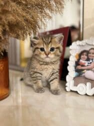 Tabbi, Dişi, Ünvandan götürmə, Pulsuz çatdırılma