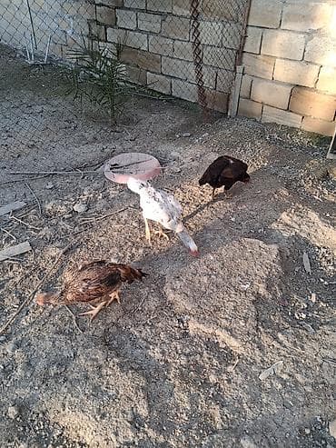 cins ineklerin satisi 2018: Toyuq cücələri, Damazlıq — 4