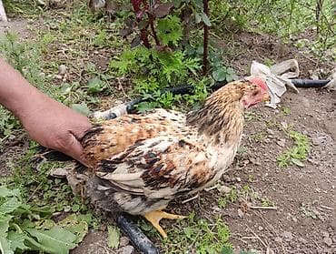 Toyuq, Damazlıq, Ödənişli çatdırılma lalafo.az -da Toyuq, Damazlıq, Ödənişli çatdırılma