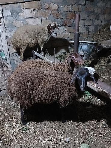 cins qoyunlar: Qoyunlar – yerli cins, tünd-qəhvəyi yunu Məhsul təsviri: - Şəkillərdə — 5