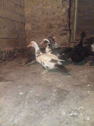 Muscovy ördəkləri (indo-ördək) – qarışıq rənglərdə - Sakit xasiyyətli lalafo.az -da Muscovy ördəkləri (indo-ördək) – qarışıq rənglərdə - Sakit xasiyyətli