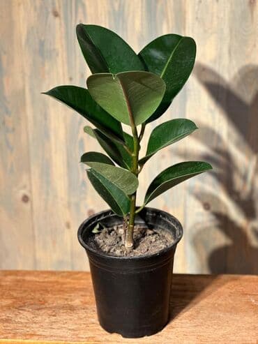 Gübrələr: Otağınıza təbiət gözəlliyi gətirəcək qırmızı anturium bitkisi. Parlaq — 9