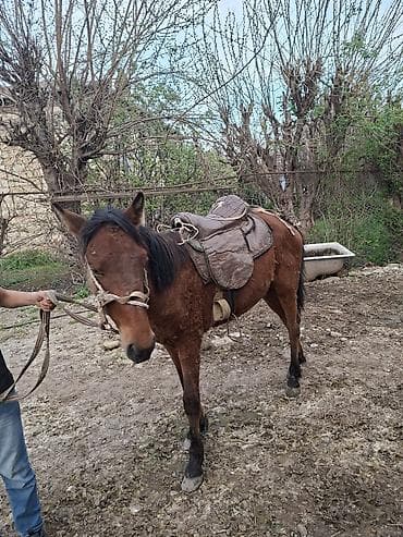 Atlar: Yük və minik üçün at - Rəngi: qəhvəyi, qara yal və quyruq - Quruluş — 2