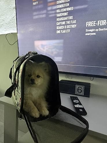 Птицы: Шпиц, 7 месяцев, Самец, С прививками — 4