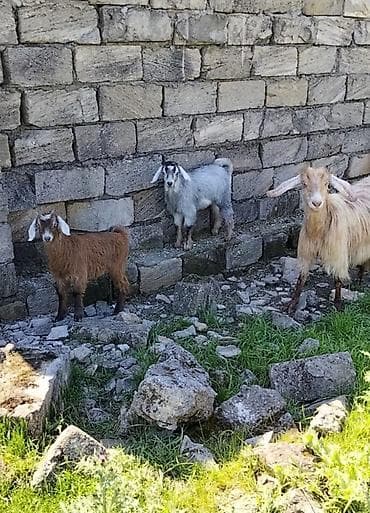 Keçi Ekiz bala bir dişi biri erkeydi helebden düşmə kecilerdir ana 3