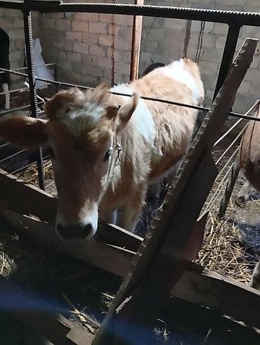 balaca ağ itlər: Dana, buzov, Dişi, ay: 6, Ətlik — 5