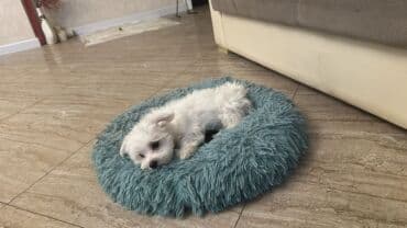 pudel karlik: Pudel, 2 ay, Erkek, Peyvəndli, Rayonlara çatdırılma — 2