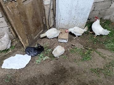 quş yuvası: Toyuq, Yumurtalıq — 8