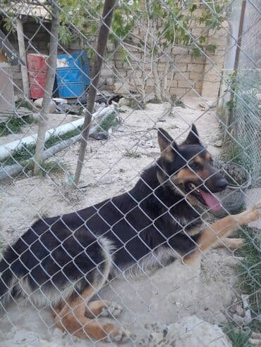 Gəmiricilər: Alman çoban iti, 1 il, Erkek, Peyvəndli, Ünvandan götürmə — 5