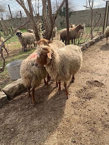 yeher satisi: Boğaz qoyunlar satılır — 2