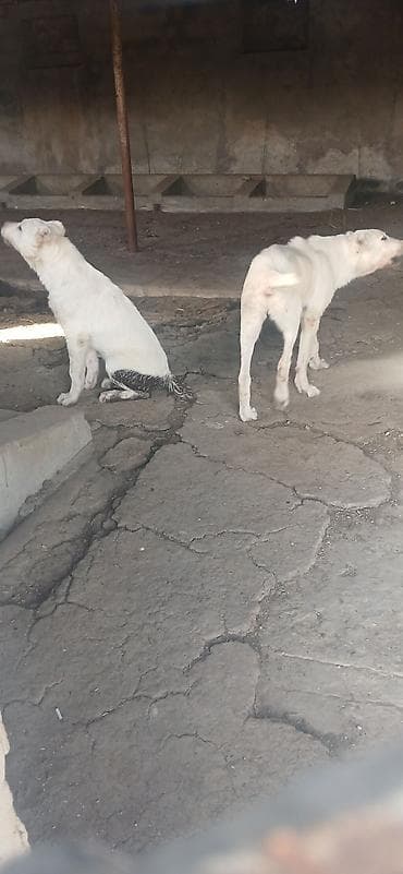 İtlər: Alabay, 4 ay, Erkek, Peyvəndli — 6