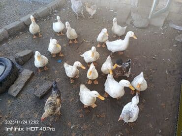 bala ördək: Erkək, Ətlik, Ödənişli çatdırılma — 2