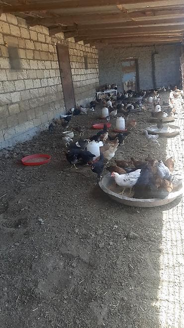 kirpi eti satışı: 60 70 gunluy saqlam ve gozel yeyimcil yem buqda yeyr artiq 400 eded — 5