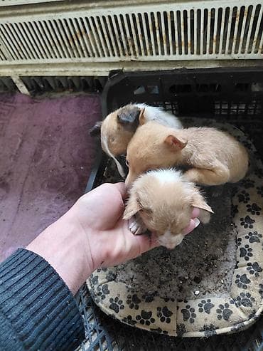 balaca tuklu itler: Çixuahua, 2 ay, Dişi, Peyvəndli — 2