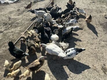 kuban ördek: Salam Aleykum Satılır Ördək Qaz Ördək Cücəsi Toyoq 36 Ədəd Lal Ördək — 3