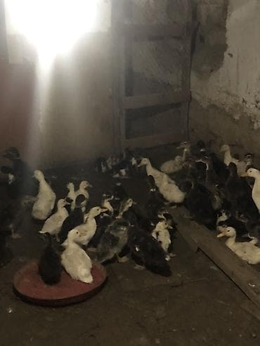 kangal balalari: 35-45 Günluk ördek balalari 35/5- 45/6 13-Gunluk Ördek balalari 3.70 — 4