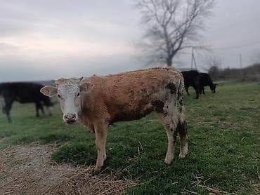 afcarka balasi satisi: 1 yaş 5 aylıq bəhərin almayıb hələ — 1