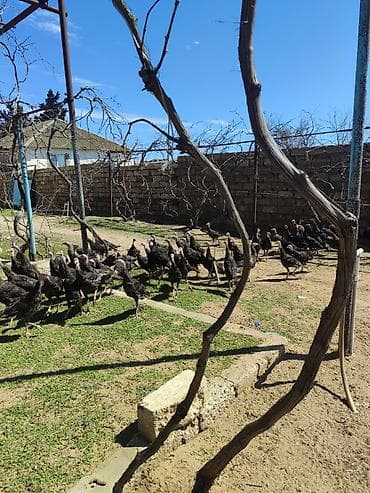 hinduşk: Amerikan bronz — 2