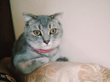 вислоухий кот цена: Şotland yastı qulaq, Erkək — 3