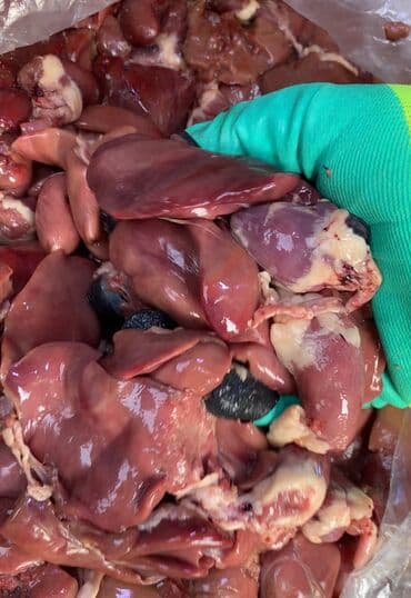 Quş: Mehsul temizlenmis toyuq ciyeri ve petenesi qarisigdi kohne mal deyil — 2