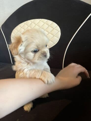 gencede itler: Pekines, 2 ay, Erkek, Peyvəndli — 10