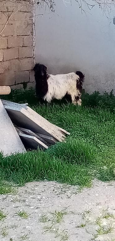 itlerin satisi 2017: Salam erkek çepişdi arpa yonca yeyen heyvandı kök çepişdi real — 2