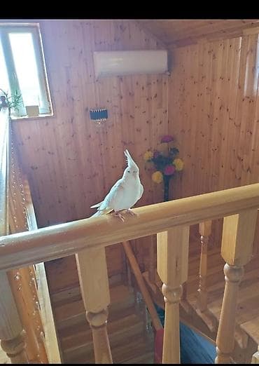 hind quşu baximi: 14 aylıq qırmızı gözlü Albino .tam əl quşudur böyük qəfəslə bir yerdə — 2