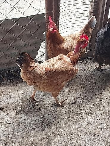 toyuq cüce: Toyuq, Yumurtalıq, Ünvandan götürmə, Ödənişli çatdırılma — 2