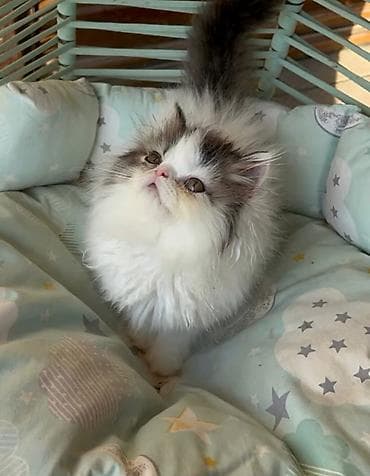 heyvan: 🐾 Sağlam və Gözəl Cins Pişik Balaları Satılır! 🐾 Evinizə sevinc — 10