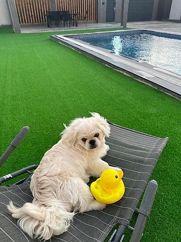 it satısı: ⚠️ DİQQƏT – NOVXANIDA İT İTİB! ⚠️ Ağ pekines! 11 iyun tarixində, saat — 1