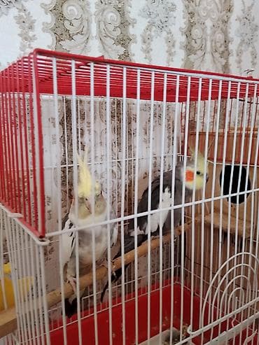 babil quşu: Saglam Cut Karella.1 Defe bala veribler kletkasiz satilir.Qiymet — 1