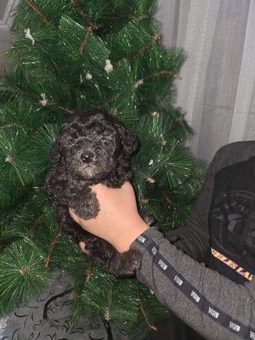 Pudel, 1 ay, Dişi, Peyvəndli