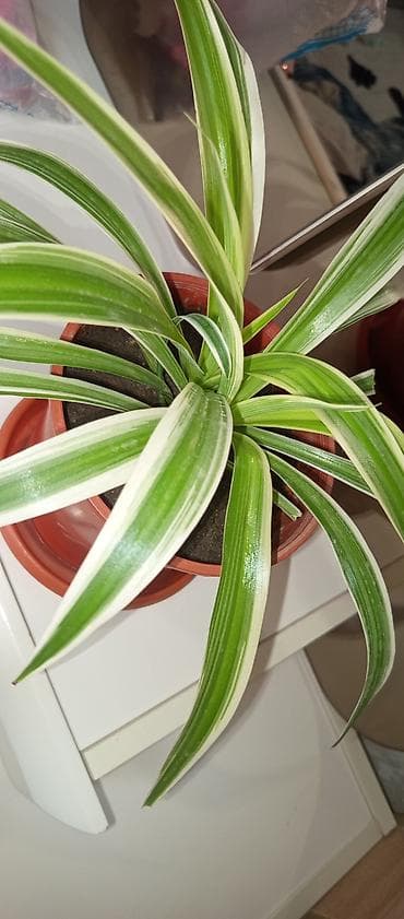 bal: Xlorofitum (Spider Plant) – dekorativ yarpaqlı otaq bitkisi güllerim — 2