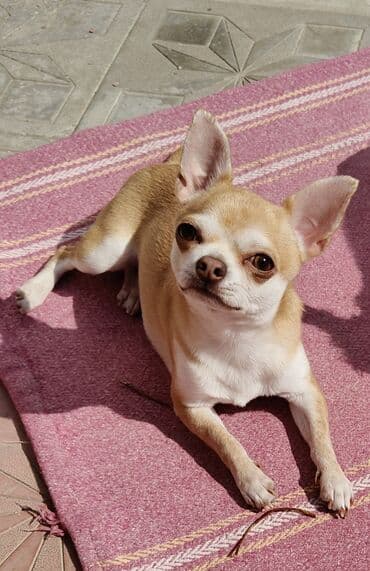 chihuahua qiymeti: Çixuahua, 2 il, Erkek, Peyvəndli — 3