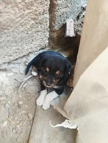 doberman satışı: Zvonok — 9