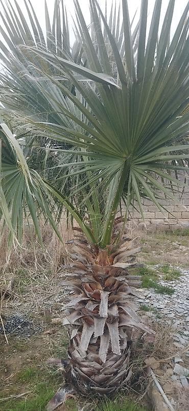 agac tingleri satilir: Palma ağacı satilir ikisi 500 e fikri ciddi olanlar narahat elesin — 3