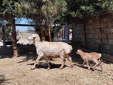 2 si de 3 cü qarindi balanın biri Erkey biri dişidi heyvanlar — 5