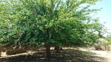 sulutəpə çiçək qəsəbəsi: 12 sot, Tikinti, Makler, Kupça (Çıxarış) — 16