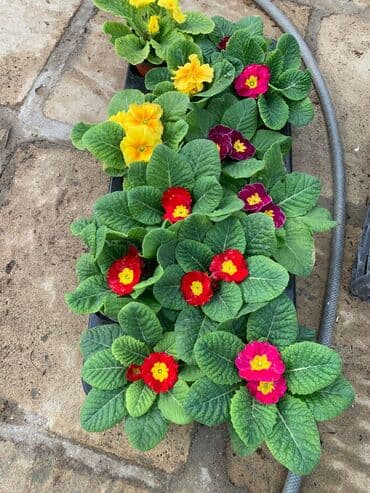 Gübrələr: Gül satsi Vathcapa yazın isdediyniz gülü ünvanda catraq Otaq gülleri — 2